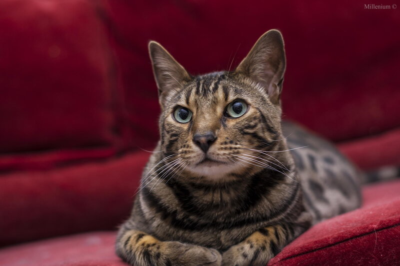 Bengal Cat on Red Couch