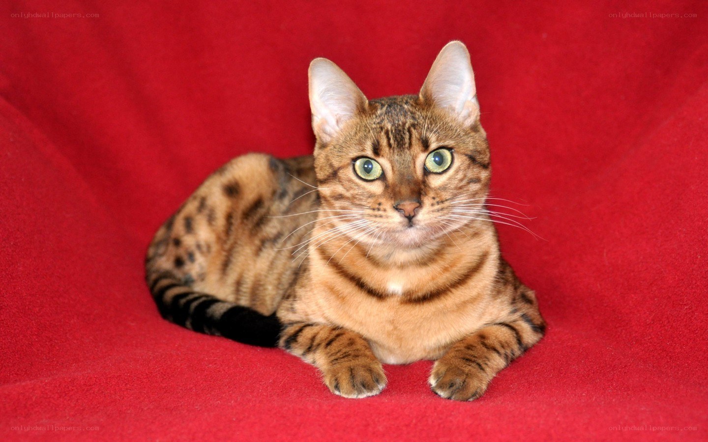 Bengal cat on red fabric