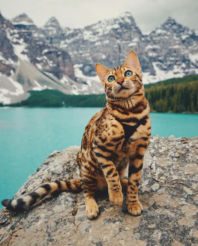 Bengal Cat on Rock — Brown