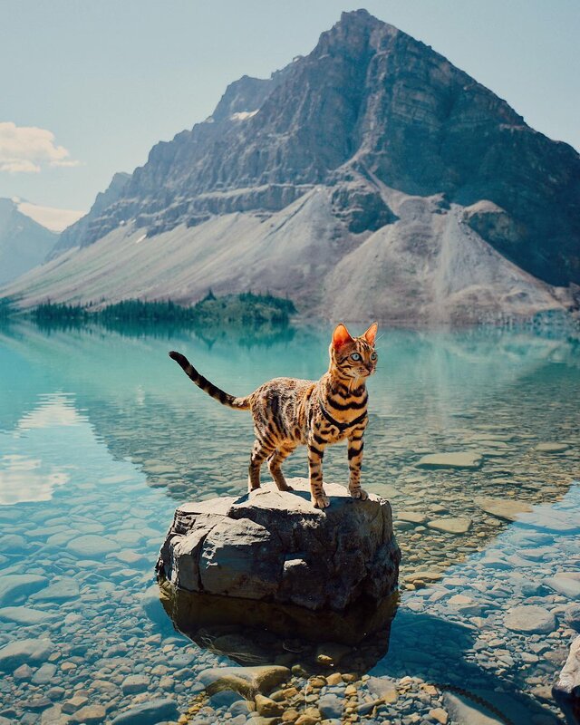 Bengal Cat on Rock