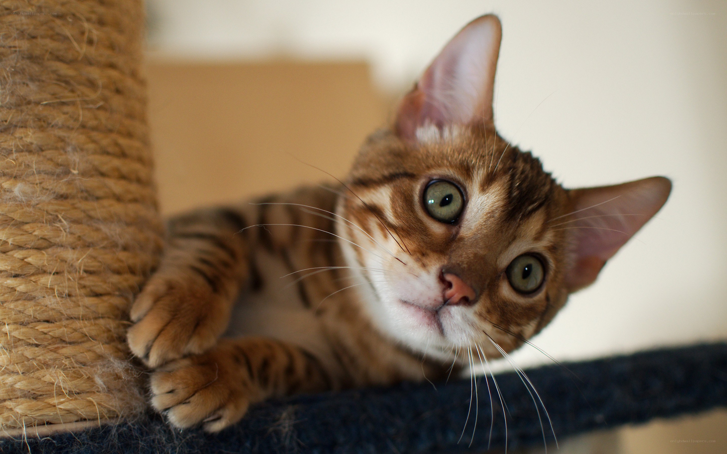 Bengal cat on scratching post