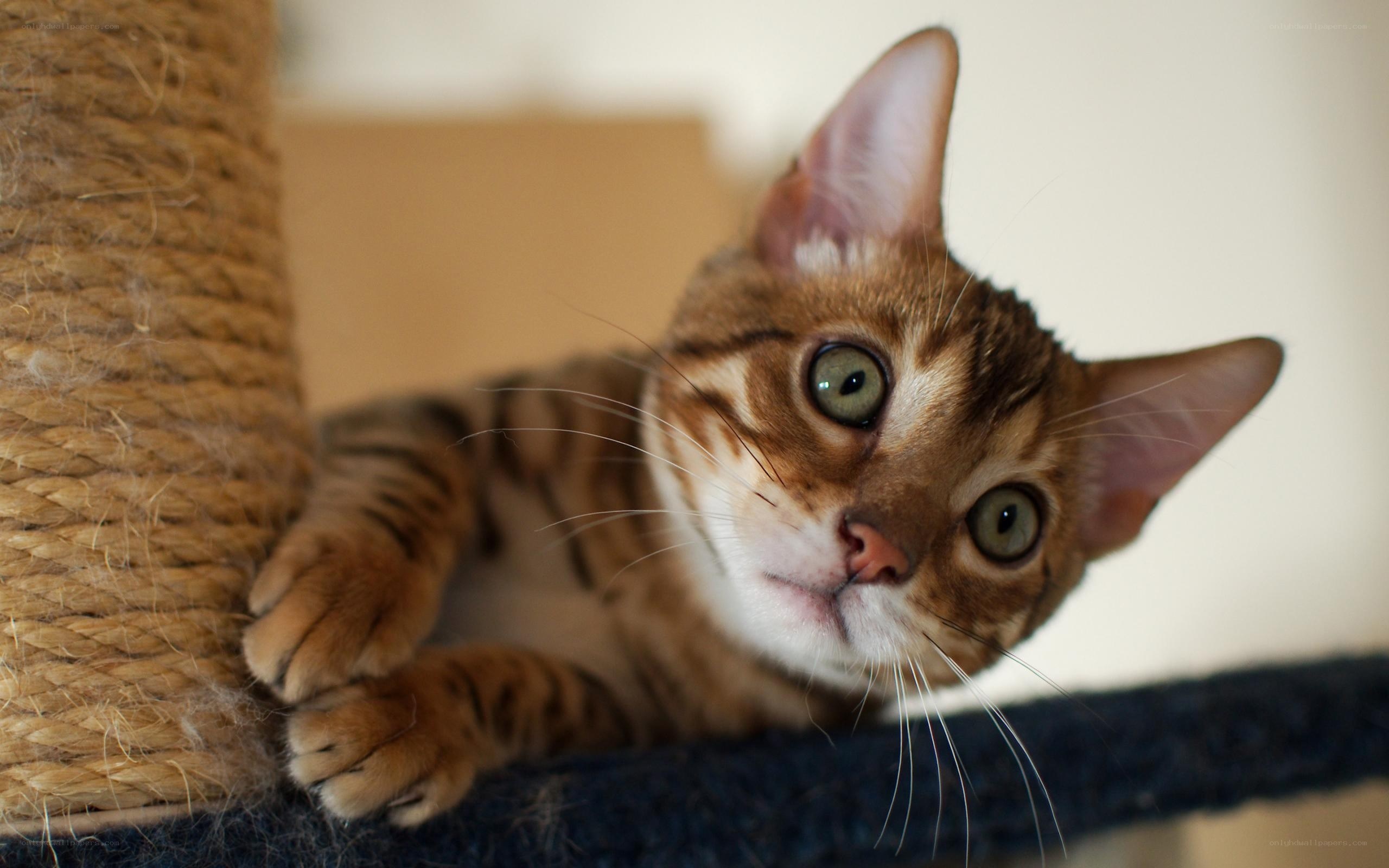 Bengal cat on scratching post