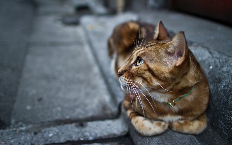 Bengal cat on stone steps