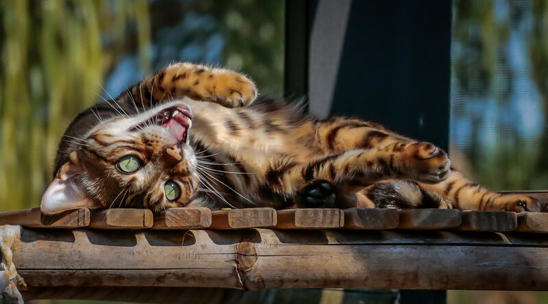 Bengal Cat on Wooden Surface