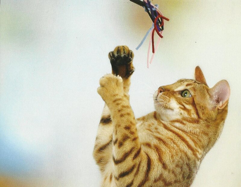 Bengal Cat Playing