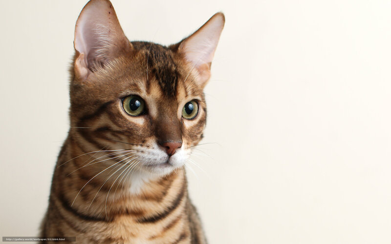 Bengal Cat Portrait — Brown, Calm
