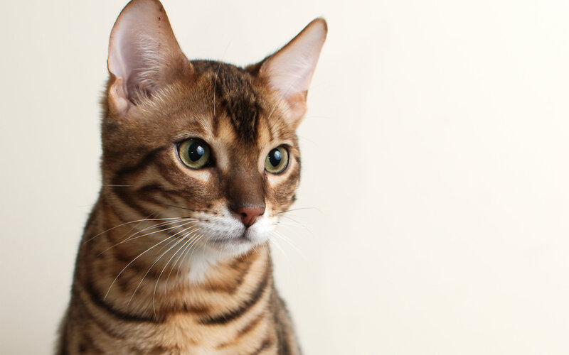 Bengal Cat Portrait — Brown