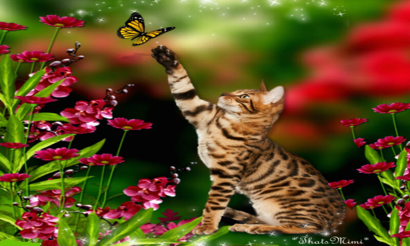 Bengal Cat Reaching for Butterfly
