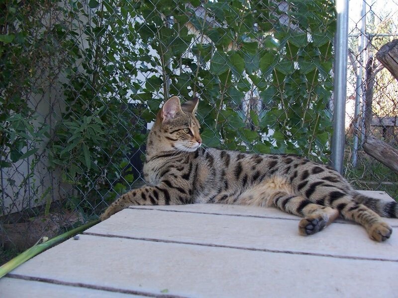 Bengal cat resting outdoors