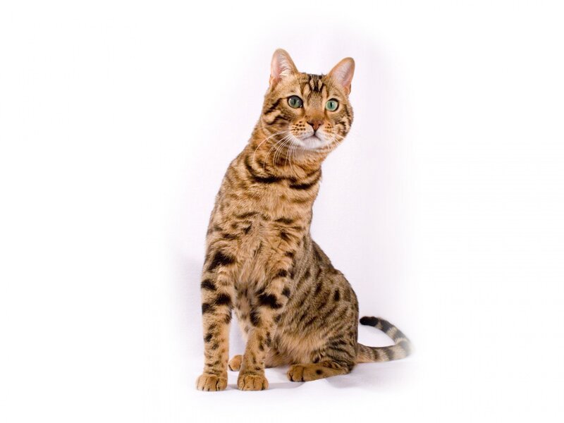 Bengal Cat Sitting