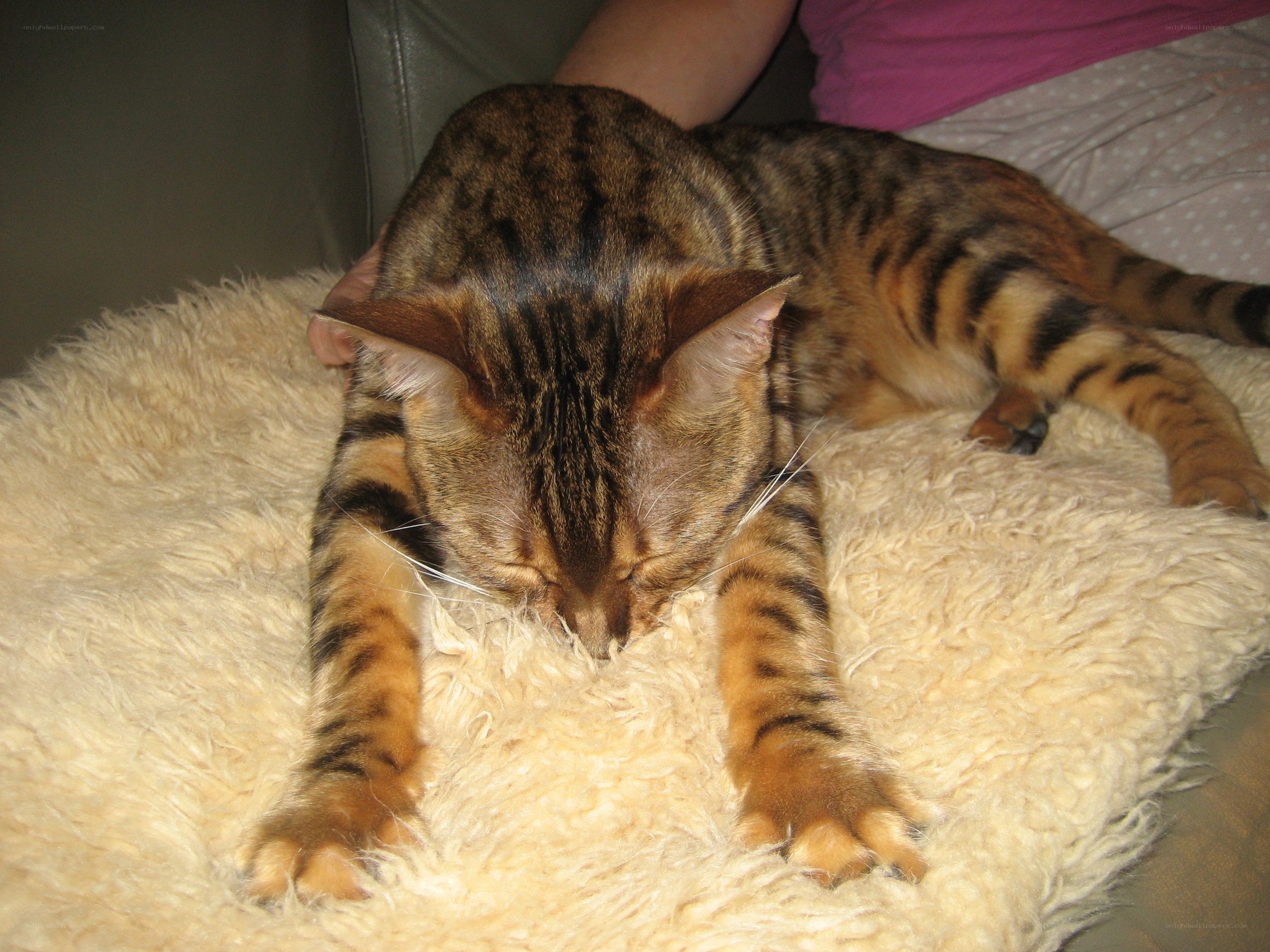 Bengal cat sleeping on a blanket