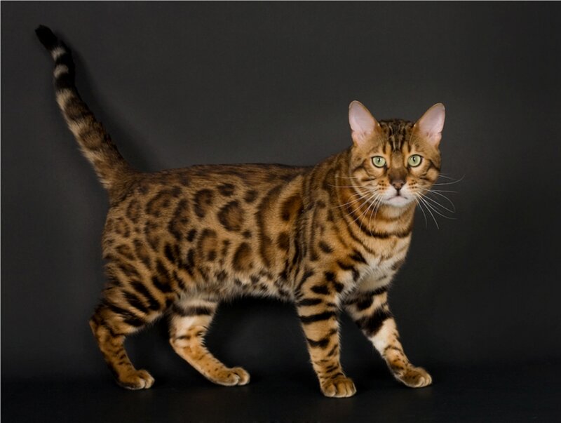 Bengal Cat Standing — Brown