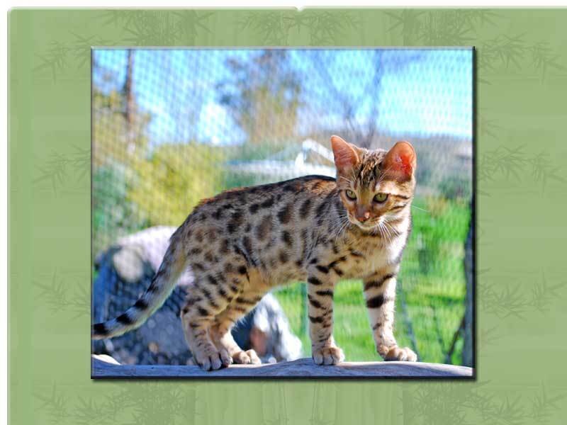 Bengal cat standing outdoors
