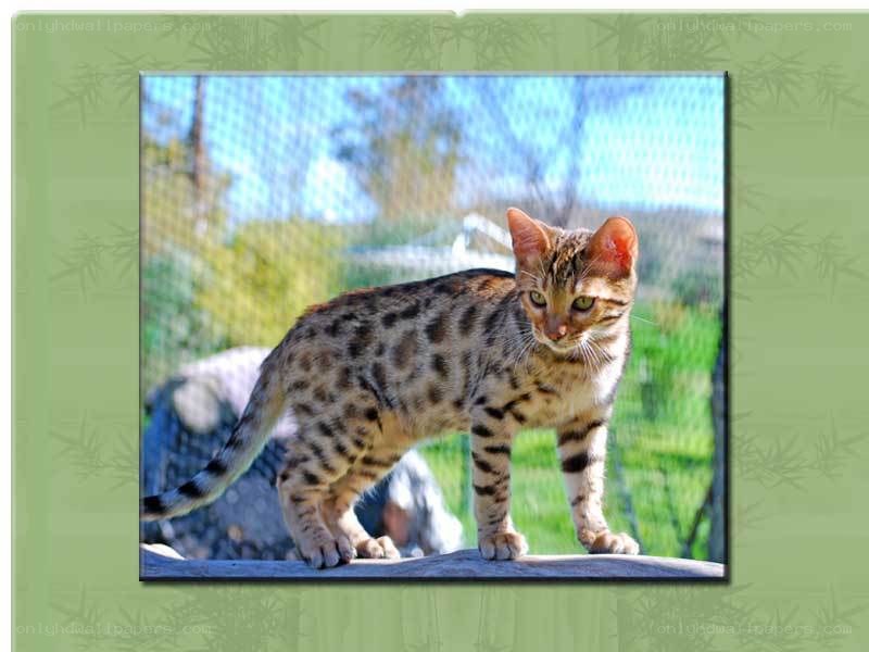 Bengal cat standing outdoors