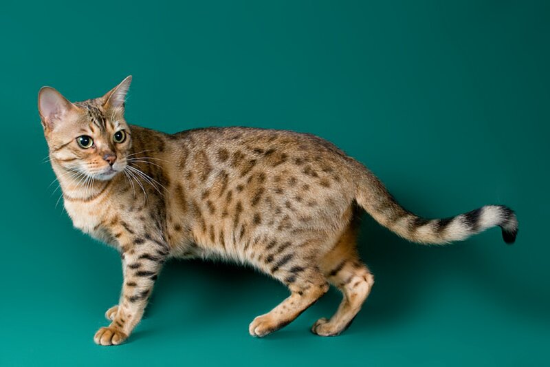 Bengal Cat Standing