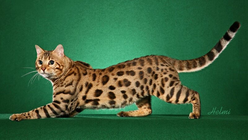 Bengal Cat Stretching — Green