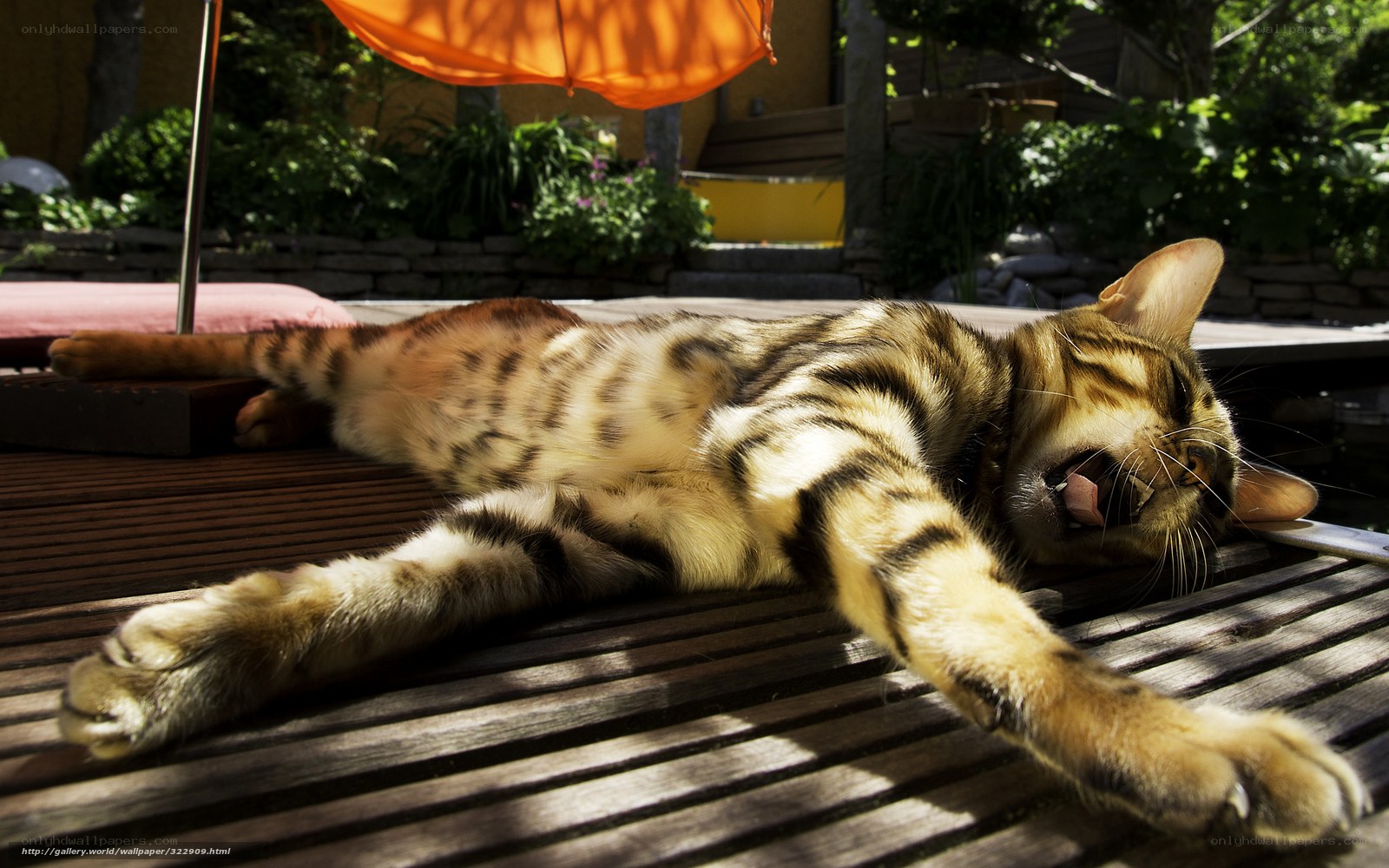 Bengal cat stretching in sun