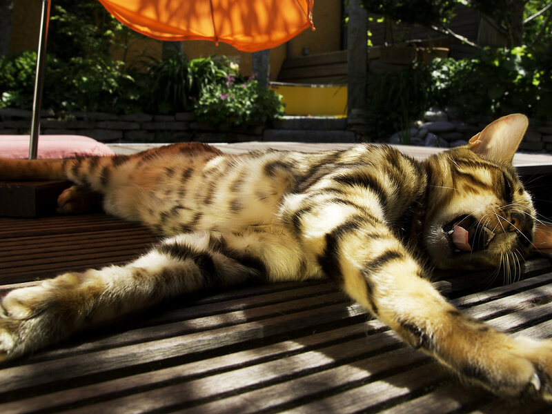 Bengal Cat Stretching