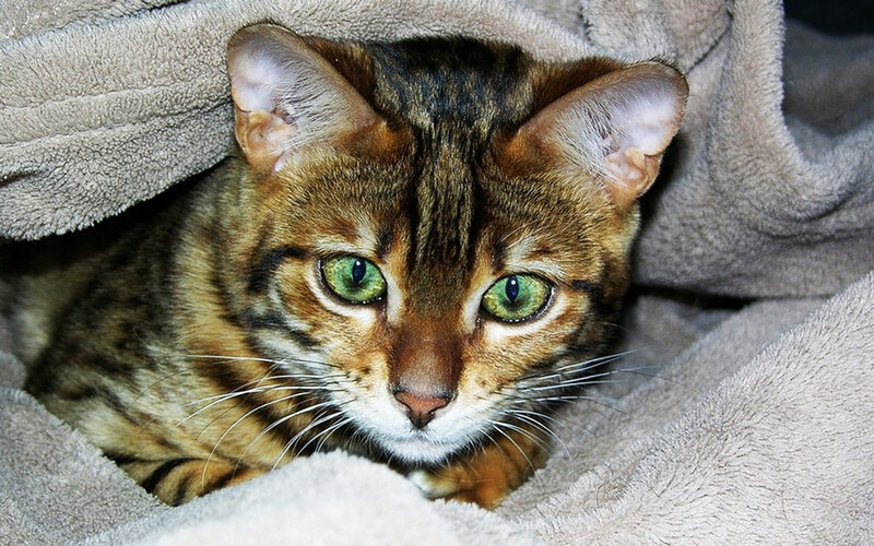 Bengal Cat under Blanket