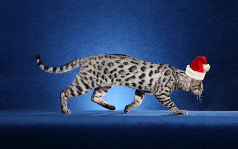 Bengal Cat Wearing Hat