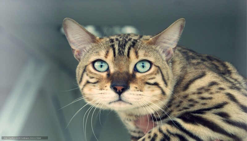 Bengal Cat with Blue Eyes — Brown, Calm