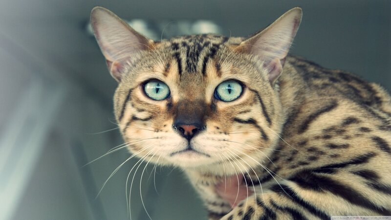 Bengal Cat with Blue Eyes — Brown