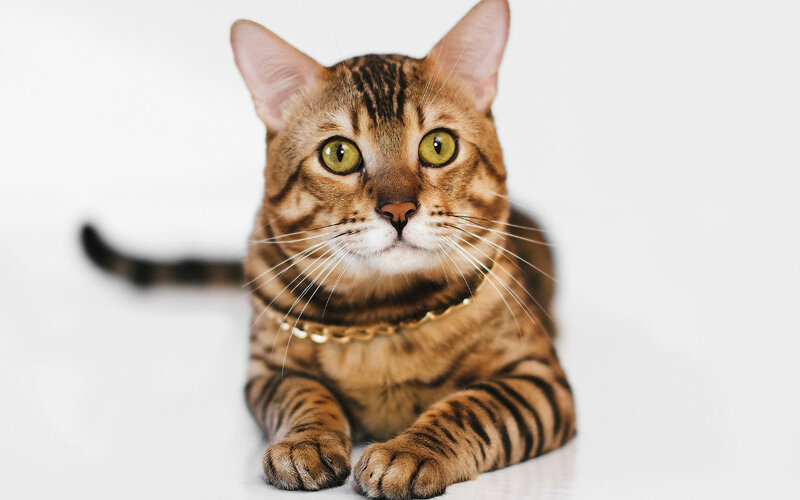 Bengal Cat with Collar — Brown