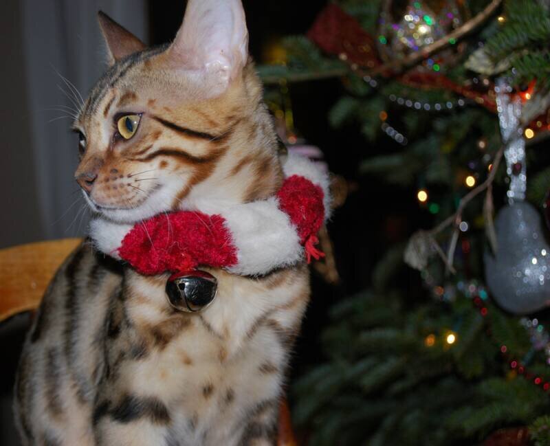 Bengal Cat with Collar
