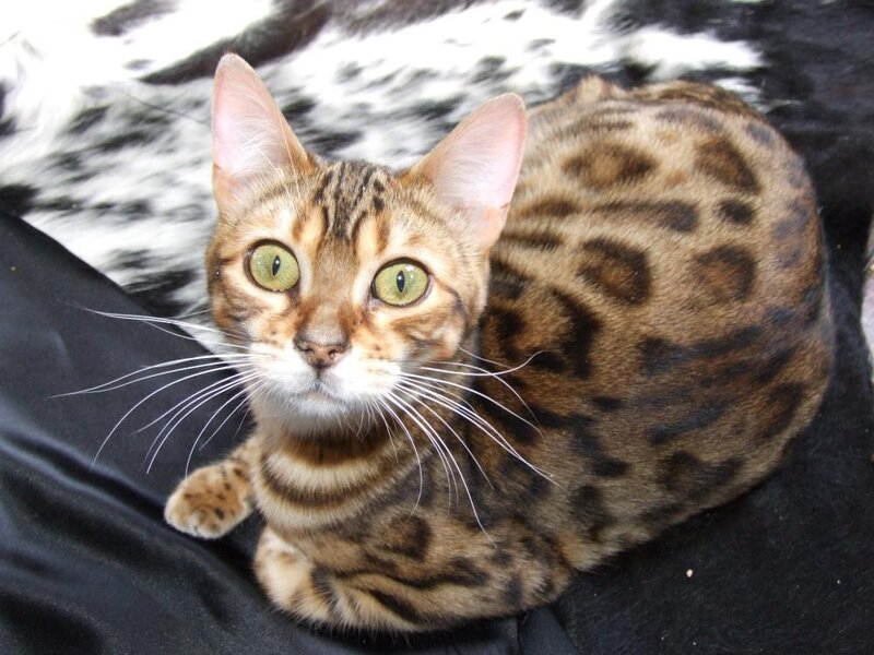 Bengal cat with green eyes
