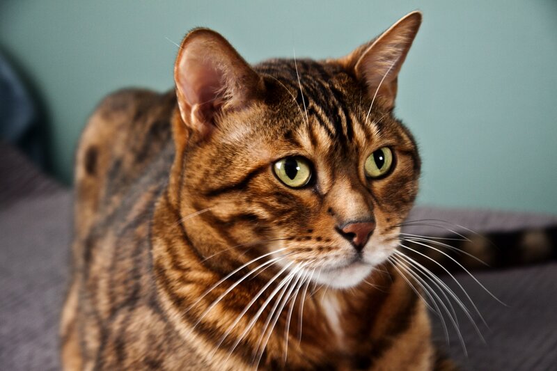 Bengal cat with green eyes