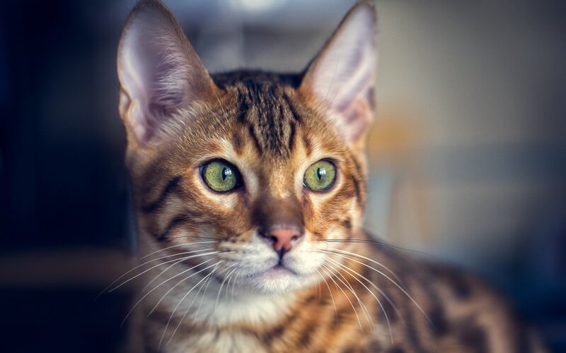 Bengal Cat with Green Eyes — Brown