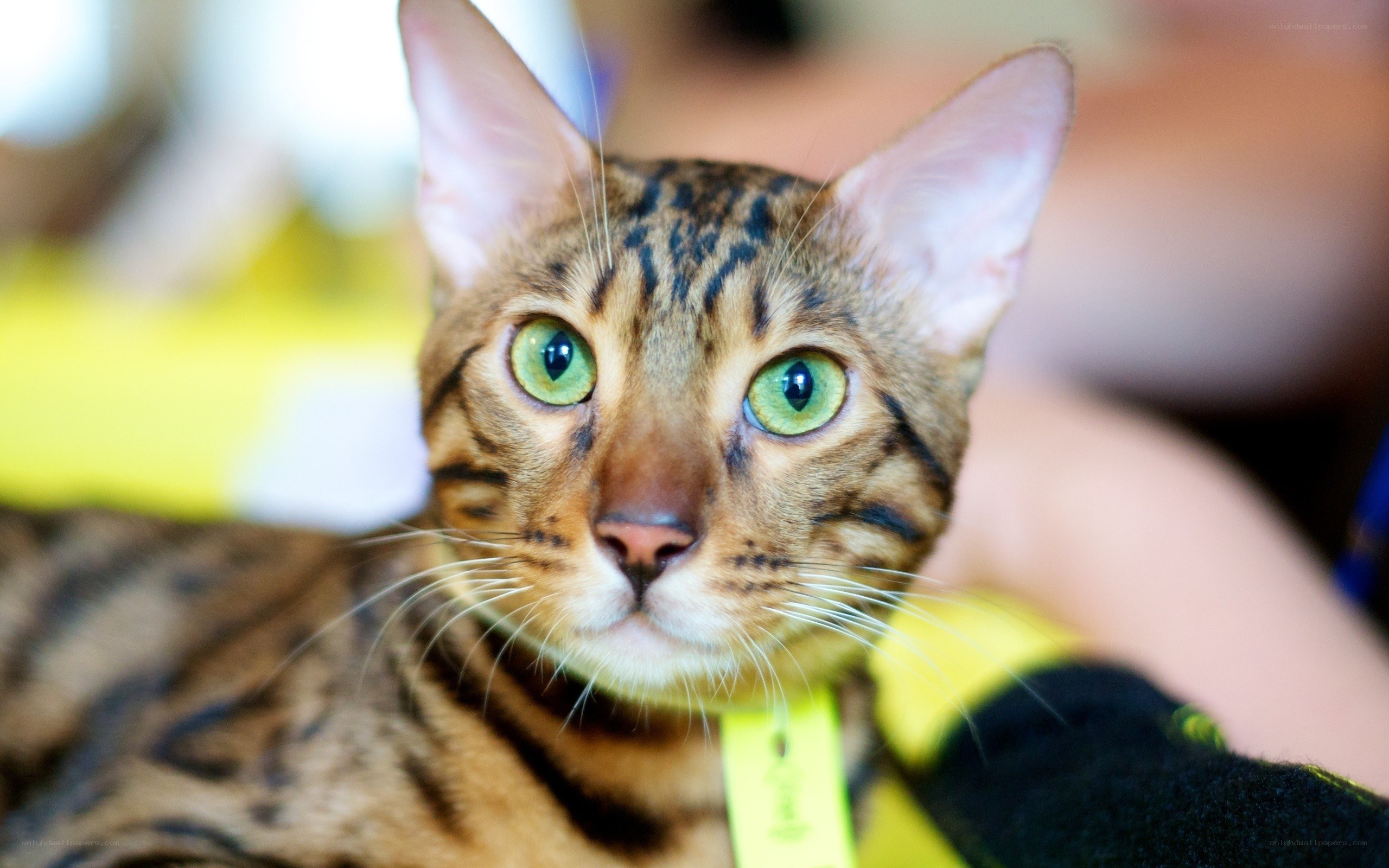 Bengal cat with green eyes