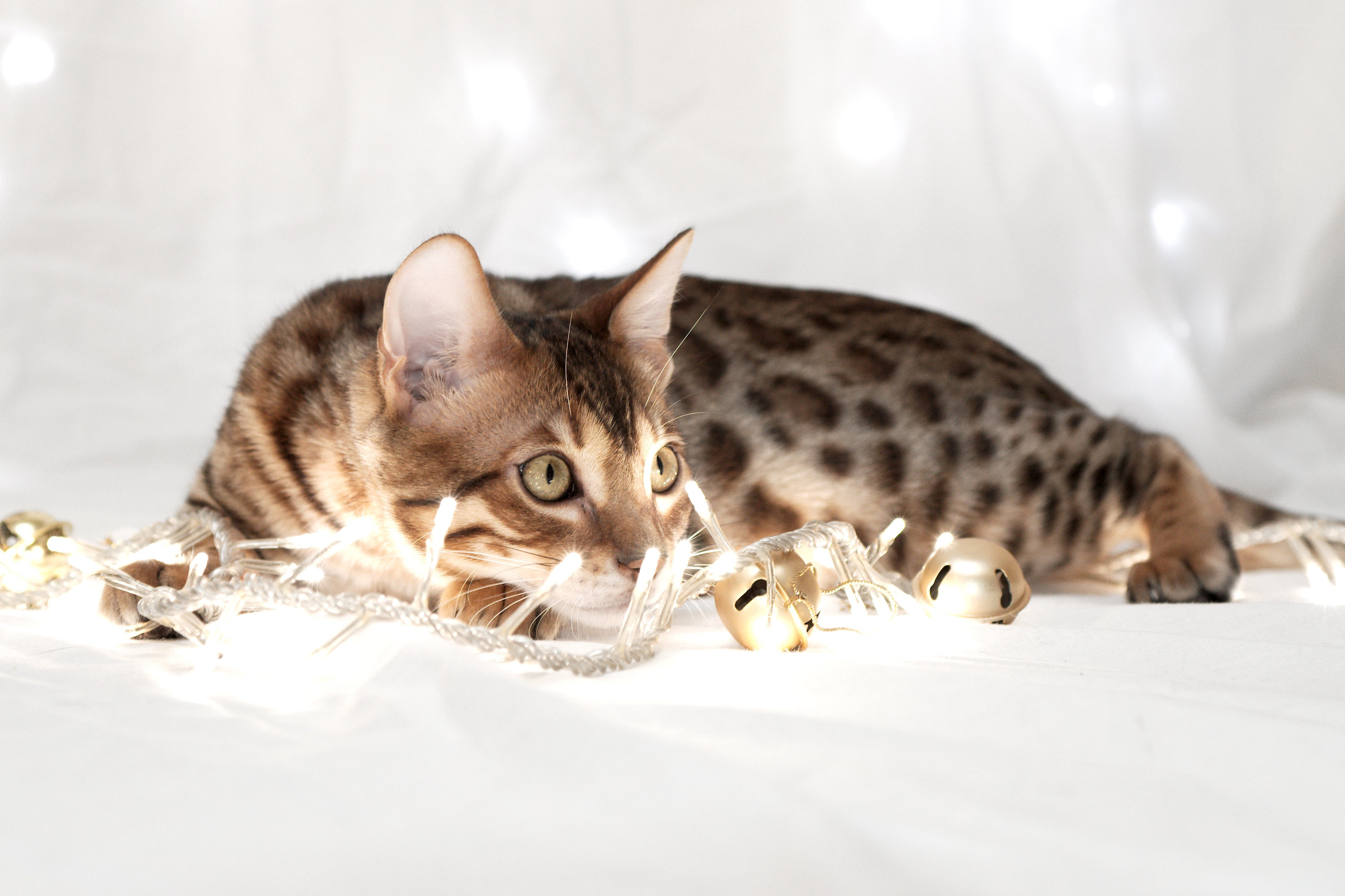 Bengal cat with holiday lights