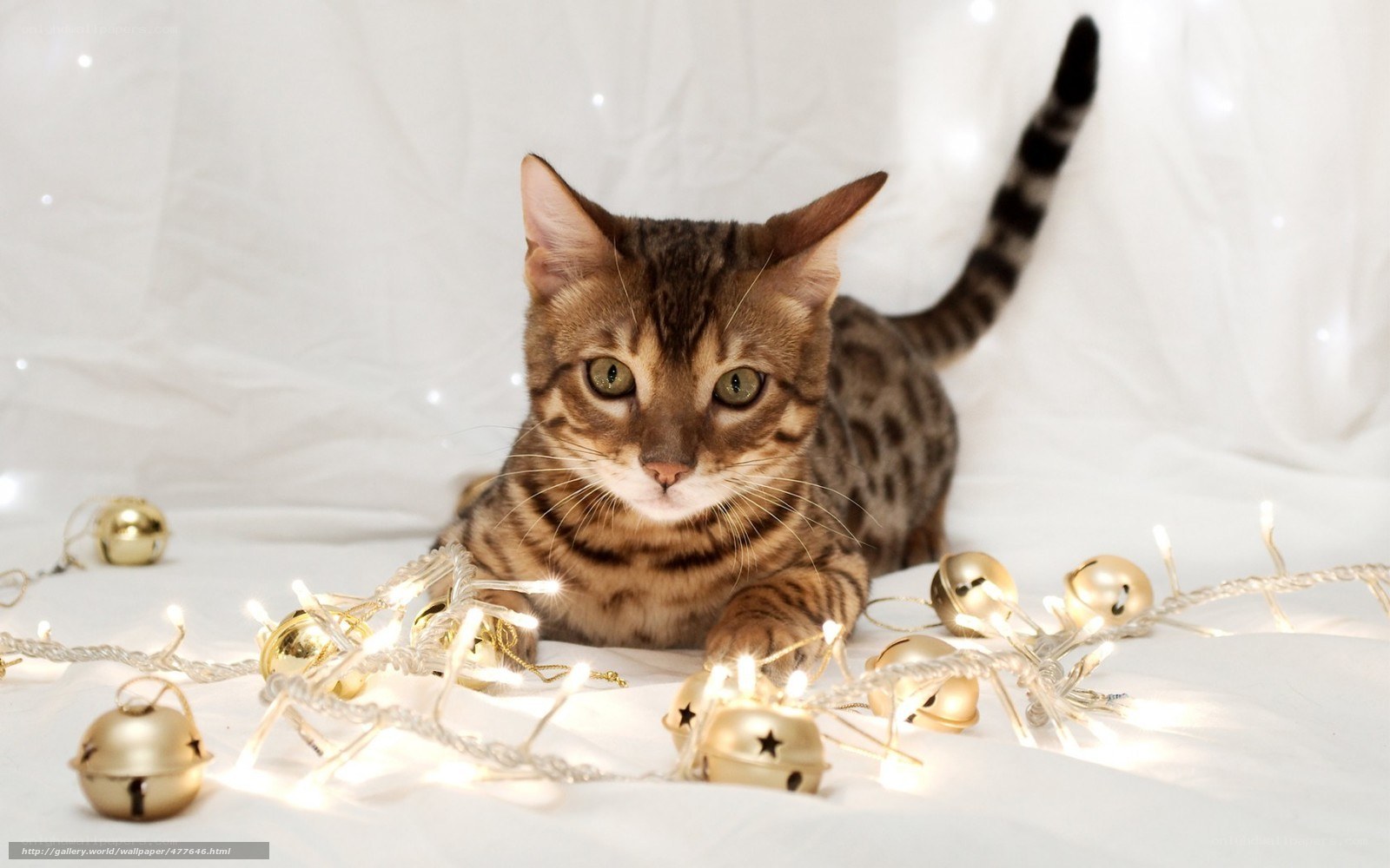 Bengal cat with holiday lights