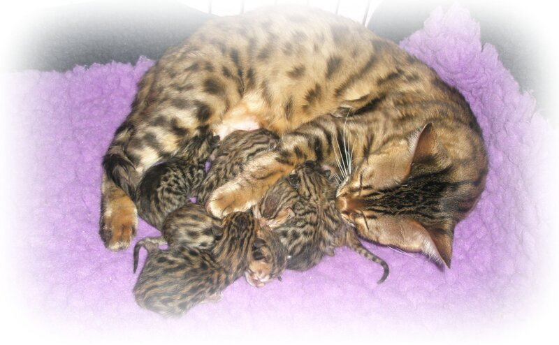 Bengal Cat with Kittens — Purple