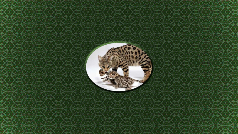 Bengal Cat with Kittens