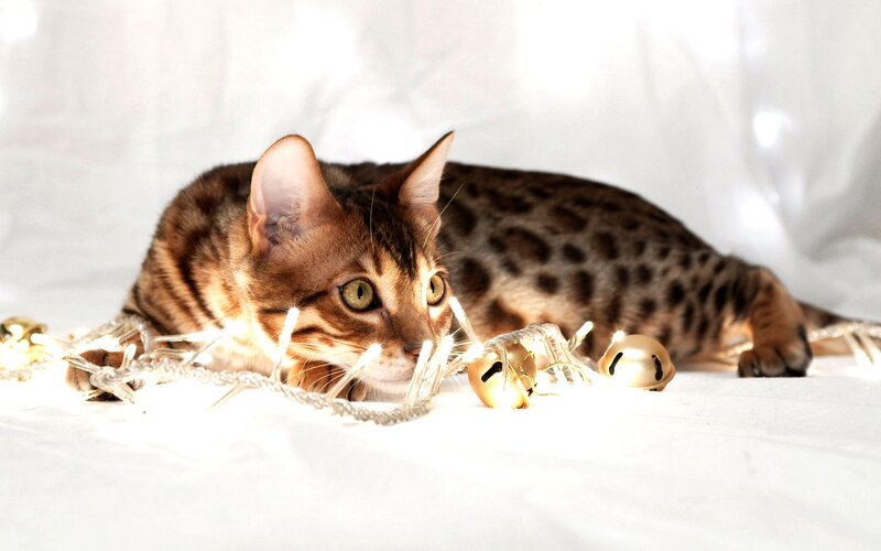 Bengal Cat with Lights — Brown