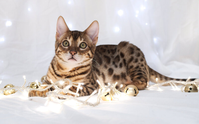 Bengal Cat with Lights