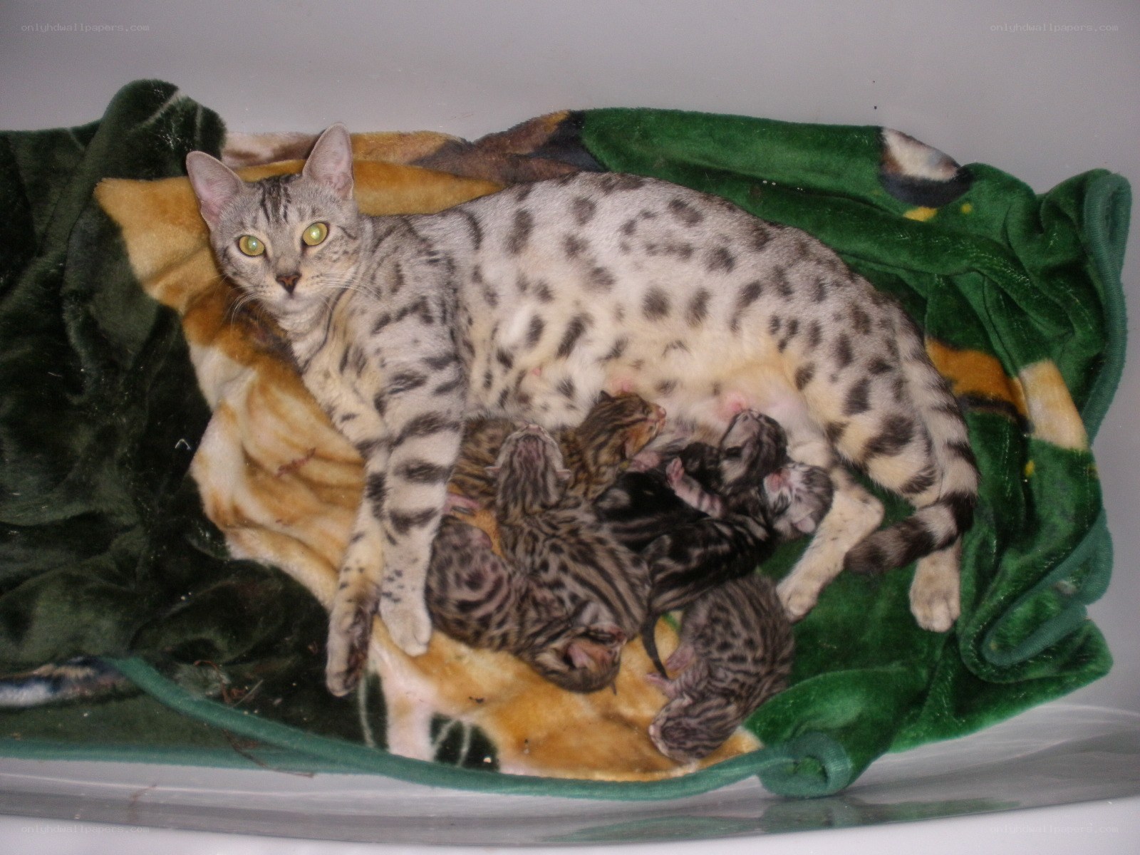 Bengal cat with newborn kittens