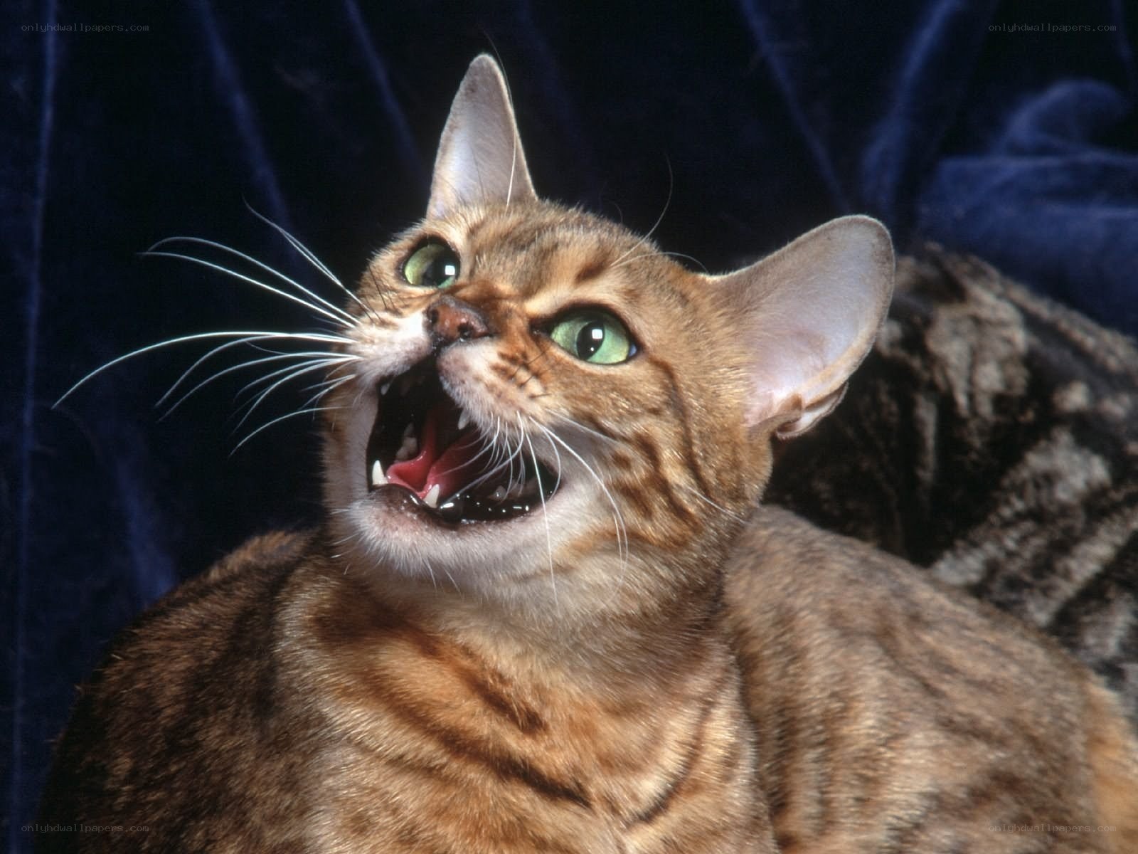 Bengal cat with open mouth