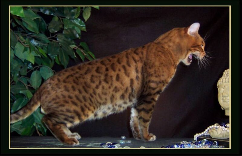 Bengal cat with spotted coat