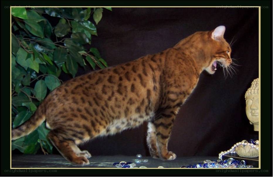 Bengal cat with spotted coat