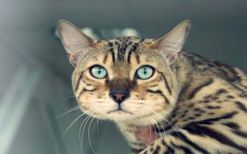Bengal cat with striking blue eyes