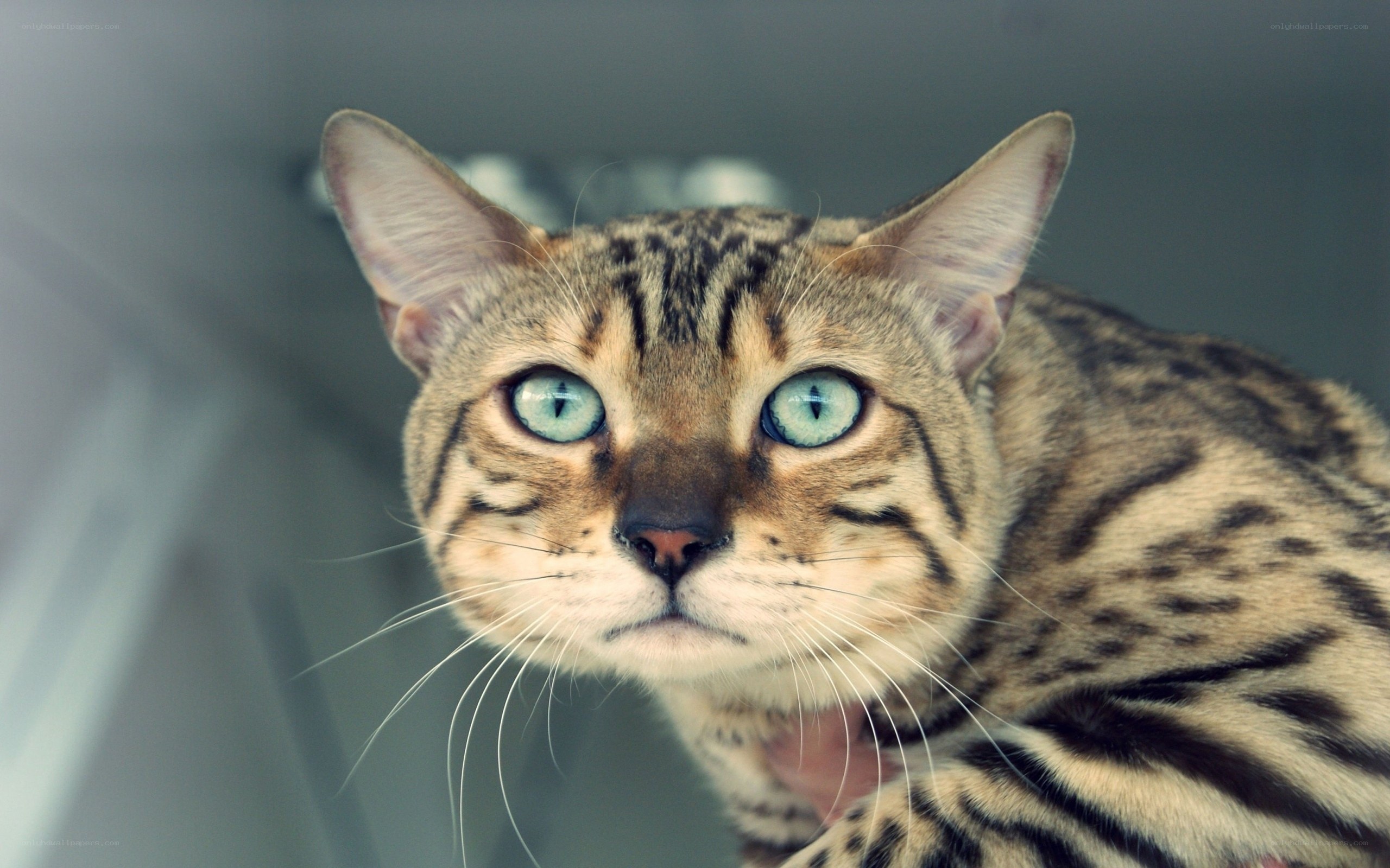 Bengal cat with striking blue eyes
