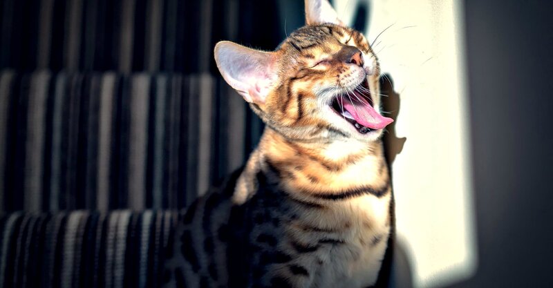 Bengal Cat Yawning — Brown