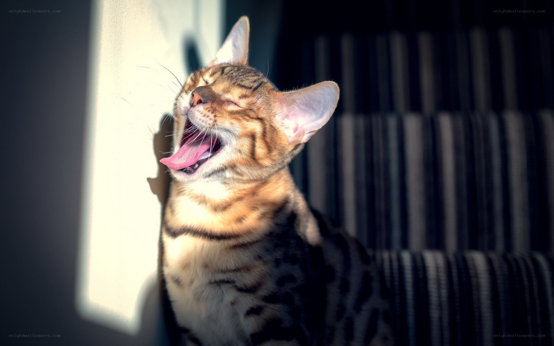 Bengal cat yawning in sunlight