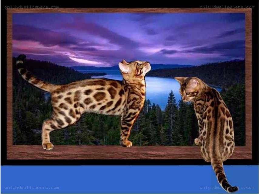 Bengal cats on a window ledge