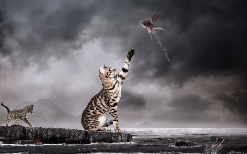 Bengal Cats on Rocks