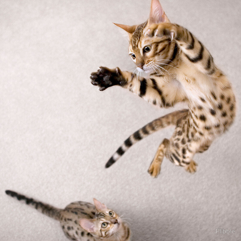 Bengal cats playing