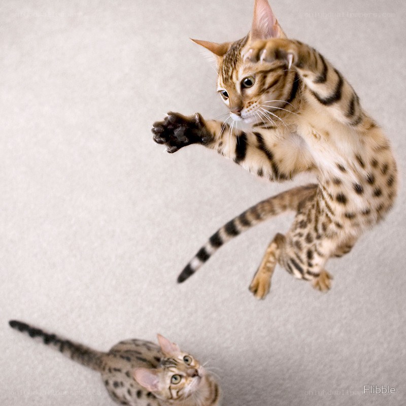 Bengal cats playing